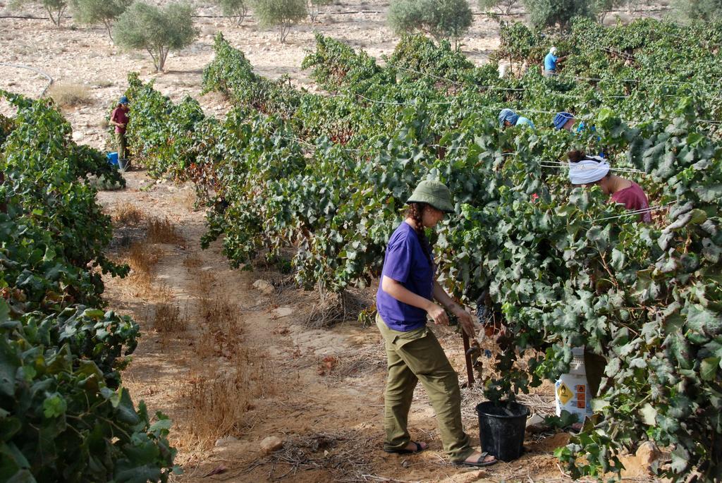 Carmey Avdat Farm Midreshet Ben Gurion Exterior foto